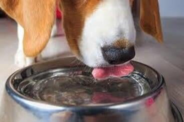 ¿Pueden nuestras Mascotas Beber Agua Alcalina?